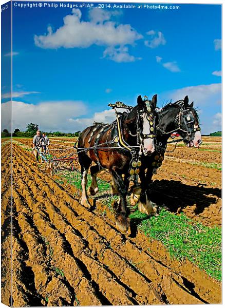 Heavy Horses Ploughing  Canvas Print by Philip Hodges aFIAP ,