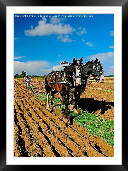 Heavy Horses Ploughing  Framed Mounted Print by Philip Hodges aFIAP ,