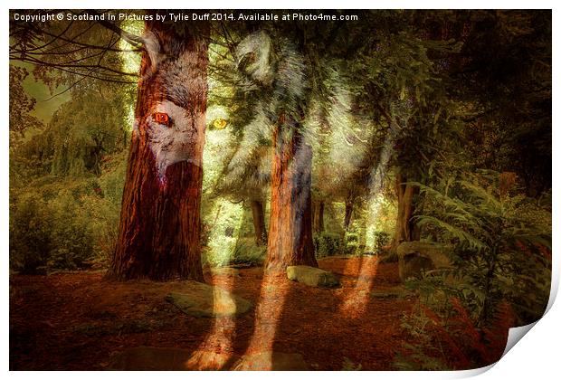  Spirit of The Timber Wolf Print by Tylie Duff Photo Art