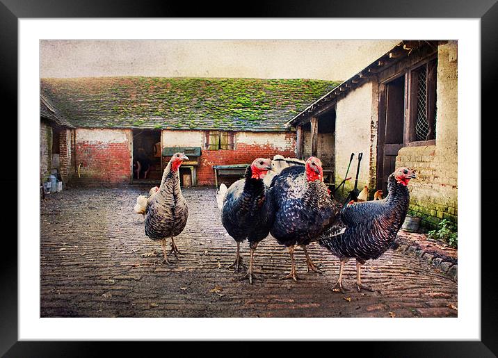 The Farm Yard  Framed Mounted Print by Dawn Cox