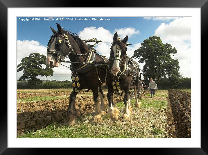 Ploughing Horses 2  Framed Mounted Print by Philip Hodges aFIAP ,