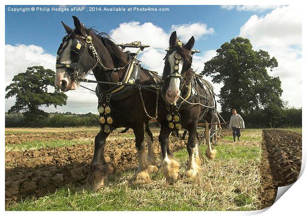 Ploughing Horses 2  Print by Philip Hodges aFIAP ,