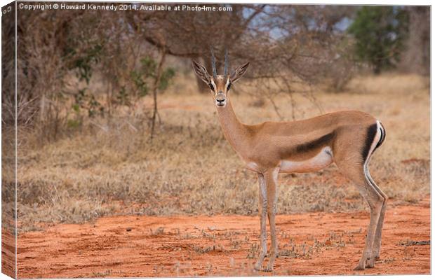 Grant's Gazelle looking at camera Canvas Print by Howard Kennedy