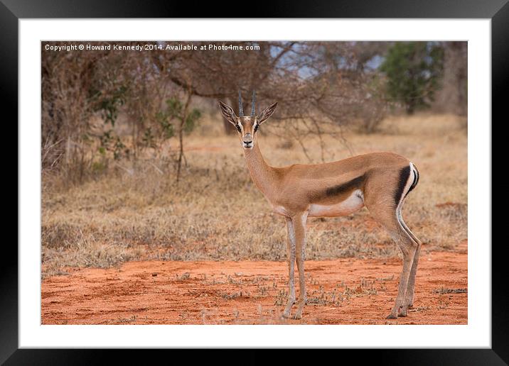 Grant's Gazelle looking at camera Framed Mounted Print by Howard Kennedy