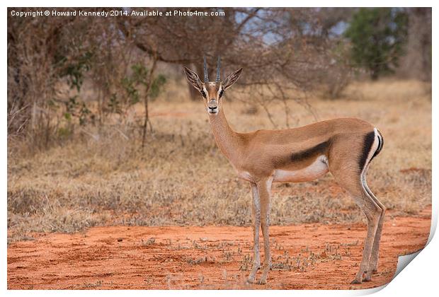 Grant's Gazelle looking at camera Print by Howard Kennedy