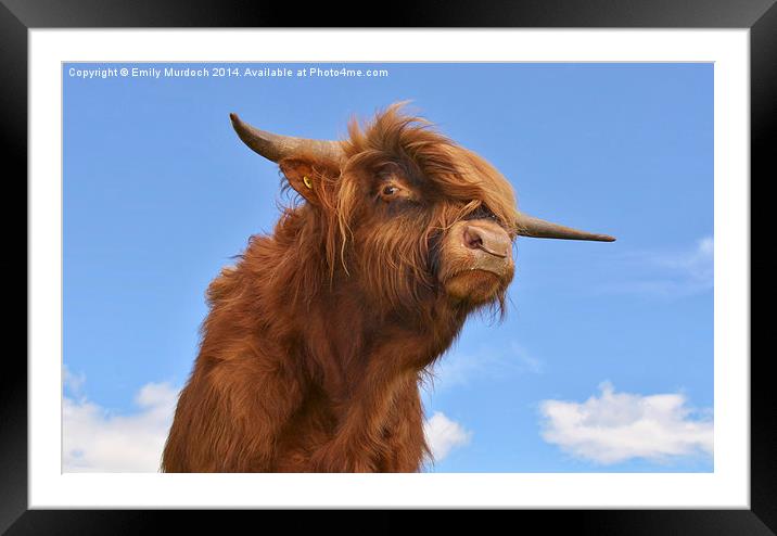  Young Highland Bull Framed Mounted Print by Emily Murdoch