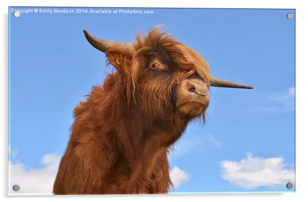  Young Highland Bull Acrylic by Emily Murdoch