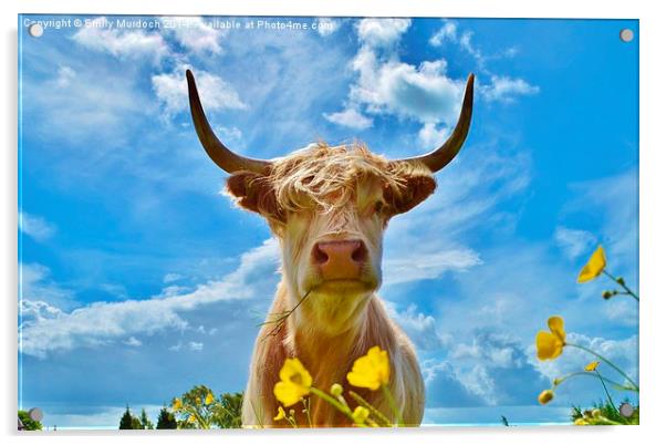  Millie the Highland Cow Acrylic by Emily Murdoch