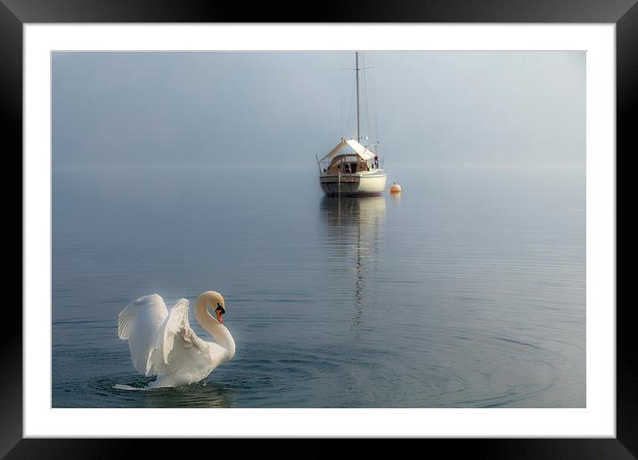  Swan Lake Framed Mounted Print by Reza Sina