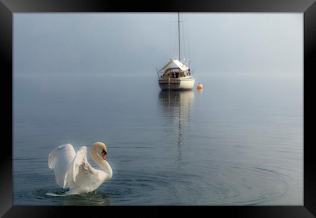  Swan Lake Framed Print by Reza Sina