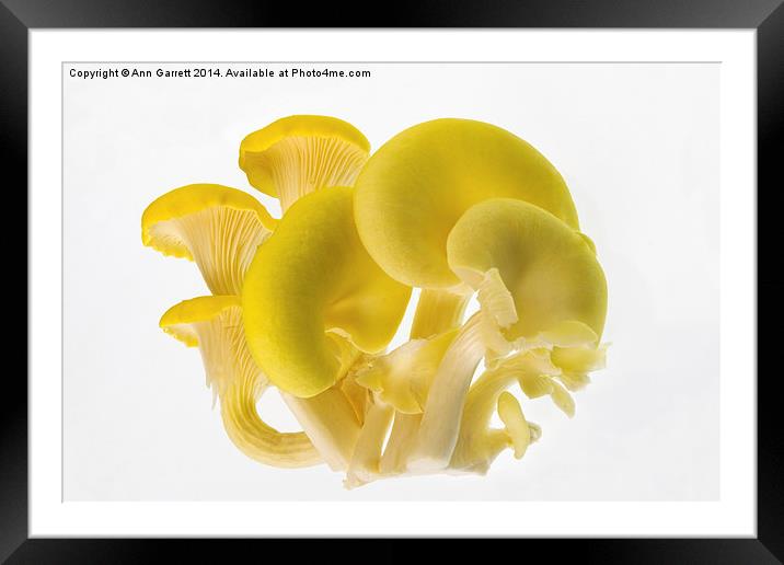 Edible Fungi 1 Framed Mounted Print by Ann Garrett
