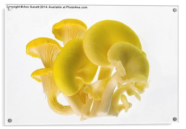 Edible Fungi 1 Acrylic by Ann Garrett