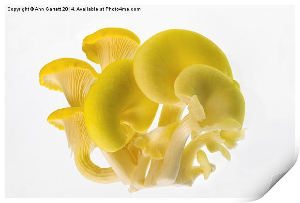 Edible Fungi 1 Print by Ann Garrett