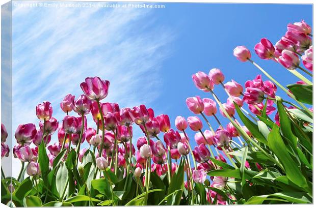  Pink Tulips Canvas Print by Emily Murdoch