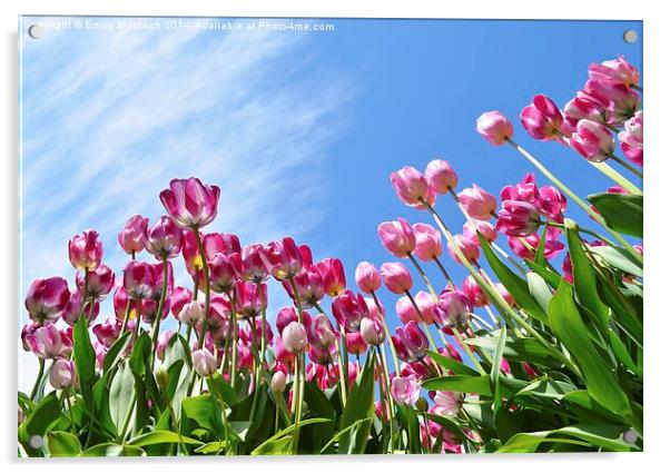  Pink Tulips Acrylic by Emily Murdoch