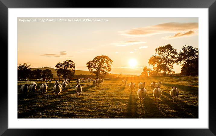  Sheep at Sunrise Framed Mounted Print by Emily Murdoch