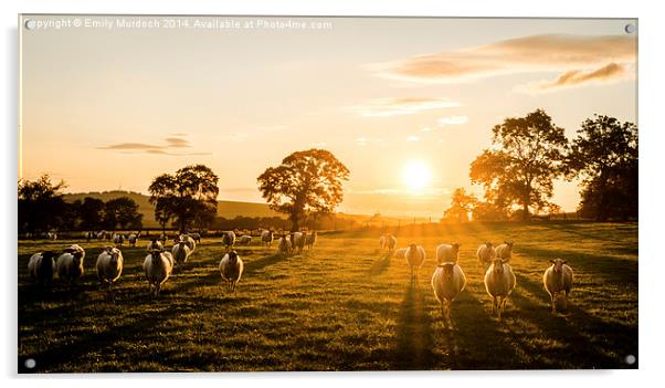  Sheep at Sunrise Acrylic by Emily Murdoch