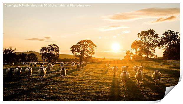  Sheep at Sunrise Print by Emily Murdoch