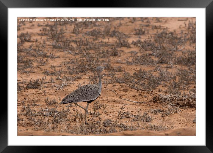 Crested Bustard Framed Mounted Print by Howard Kennedy