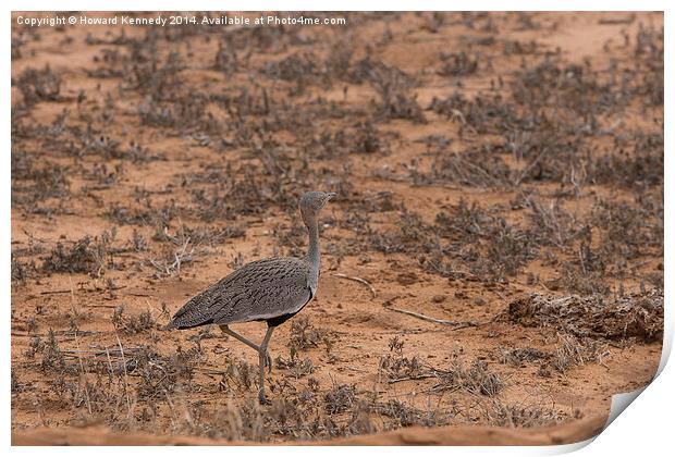 Crested Bustard Print by Howard Kennedy