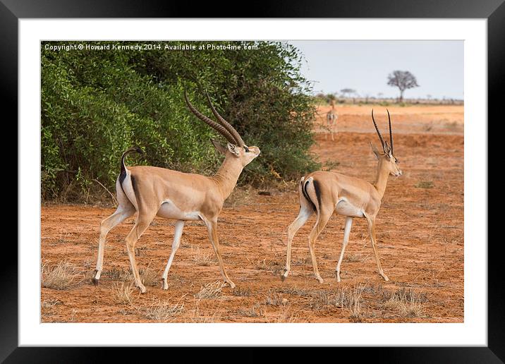 Grant's Gazelle male courting female Framed Mounted Print by Howard Kennedy