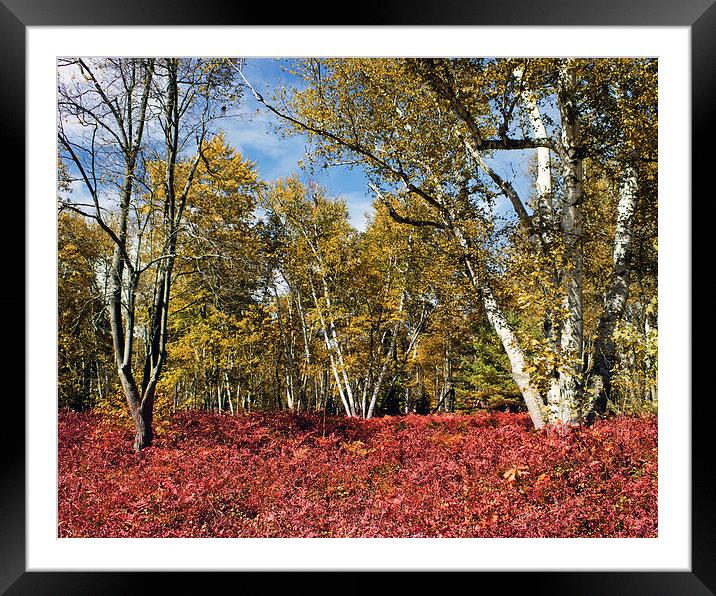White Birches Of Fall  Framed Mounted Print by Tom and Dawn Gari