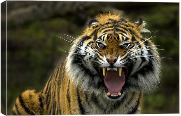 Eyes of the Tiger! Canvas Print by Mike Dawson
