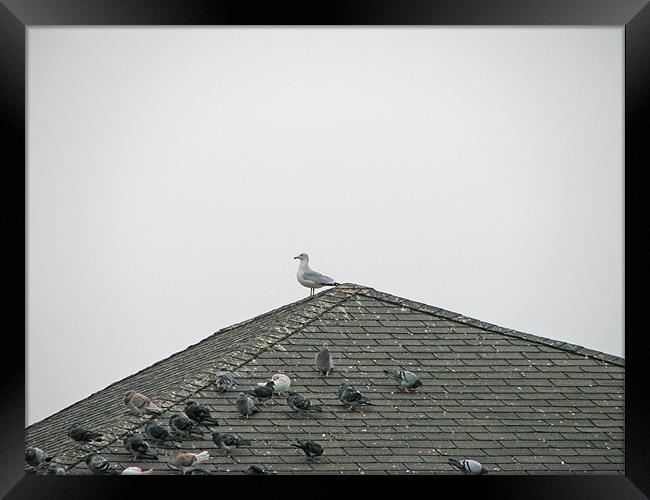 Guard on top Framed Print by Paramjot Singh Matharu