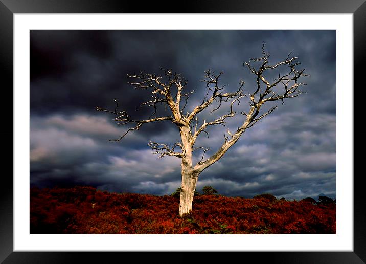 Still Standing  Framed Mounted Print by Macrae Images