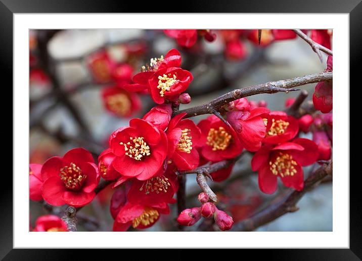  Japanese quince Framed Mounted Print by Stephen Prosser