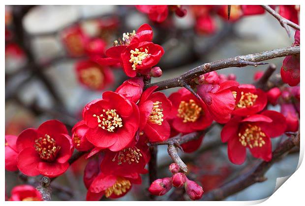  Japanese quince Print by Stephen Prosser