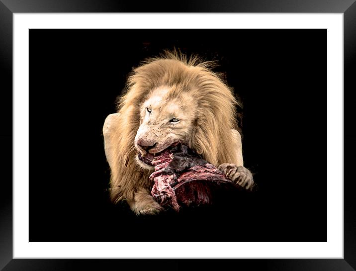  Lion's Lunch Framed Mounted Print by Louise Wilden