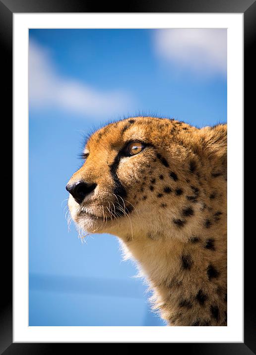  Cheetah Framed Mounted Print by Louise Wilden