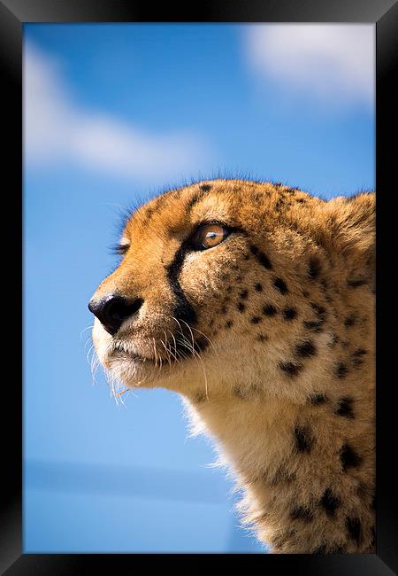  Cheetah Framed Print by Louise Wilden