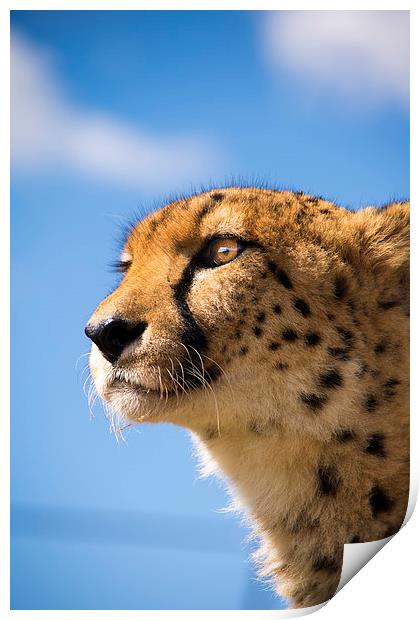  Cheetah Print by Louise Wilden