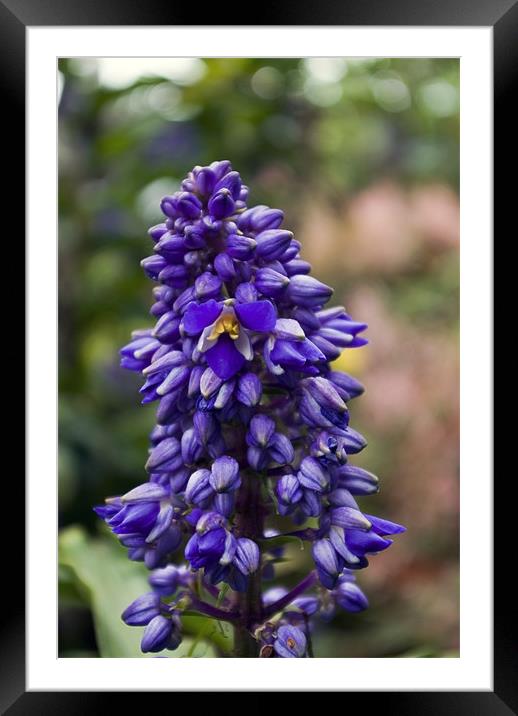 Blue Ginger Framed Mounted Print by Alan Pickersgill