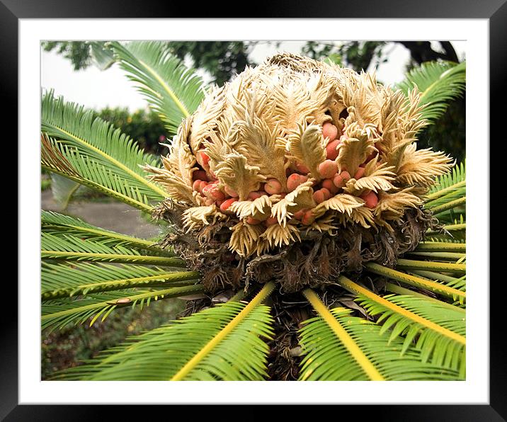 Palm flower Framed Mounted Print by Alan Pickersgill