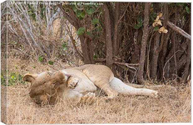 Resting Lioness grooming Canvas Print by Howard Kennedy