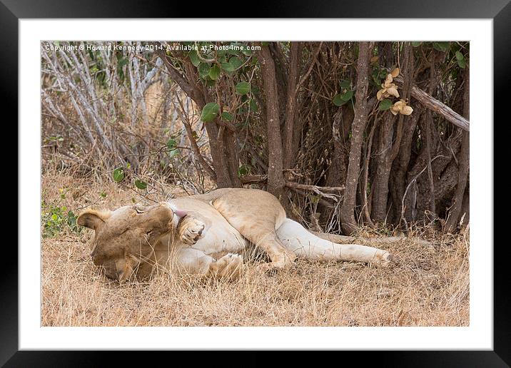 Resting Lioness grooming Framed Mounted Print by Howard Kennedy