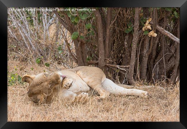 Resting Lioness grooming Framed Print by Howard Kennedy