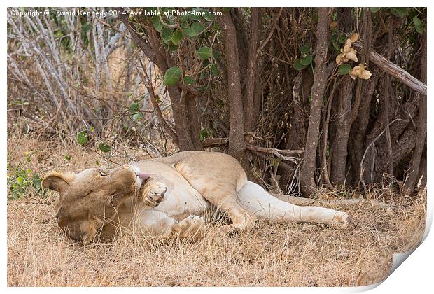 Resting Lioness grooming Print by Howard Kennedy