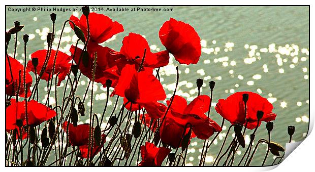 Poppies  Print by Philip Hodges aFIAP ,