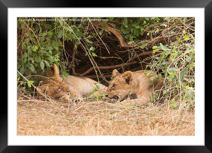 Lion cubs under bush Framed Mounted Print by Howard Kennedy