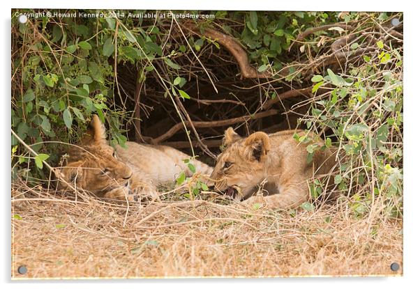 Lion cubs under bush Acrylic by Howard Kennedy