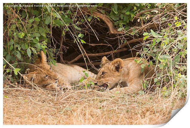 Lion cubs under bush Print by Howard Kennedy