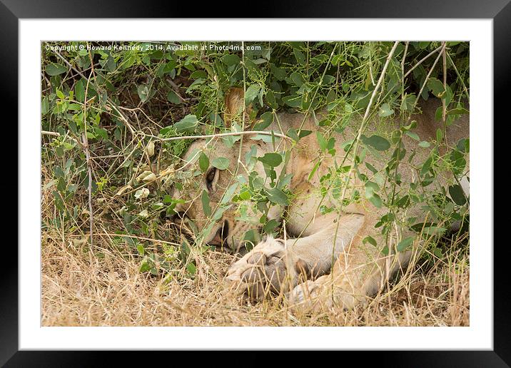 Lioness resting under a bush Framed Mounted Print by Howard Kennedy