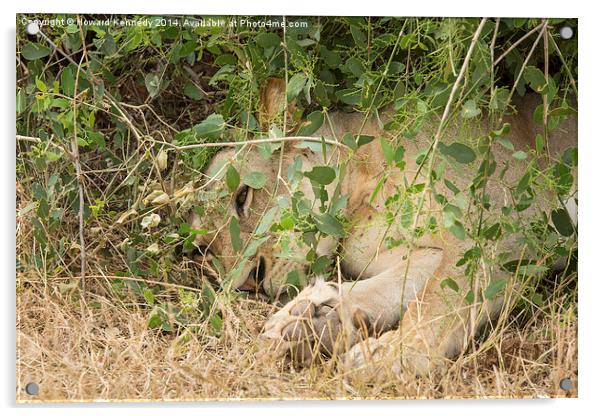 Lioness resting under a bush Acrylic by Howard Kennedy