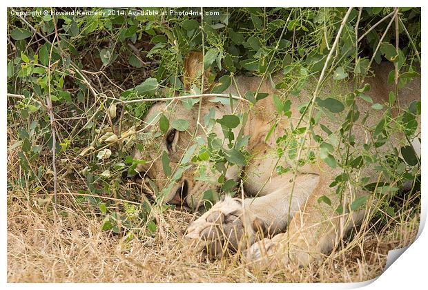Lioness resting under a bush Print by Howard Kennedy