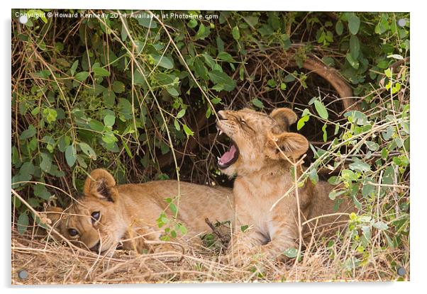 Lion cubs resting under a bush Acrylic by Howard Kennedy