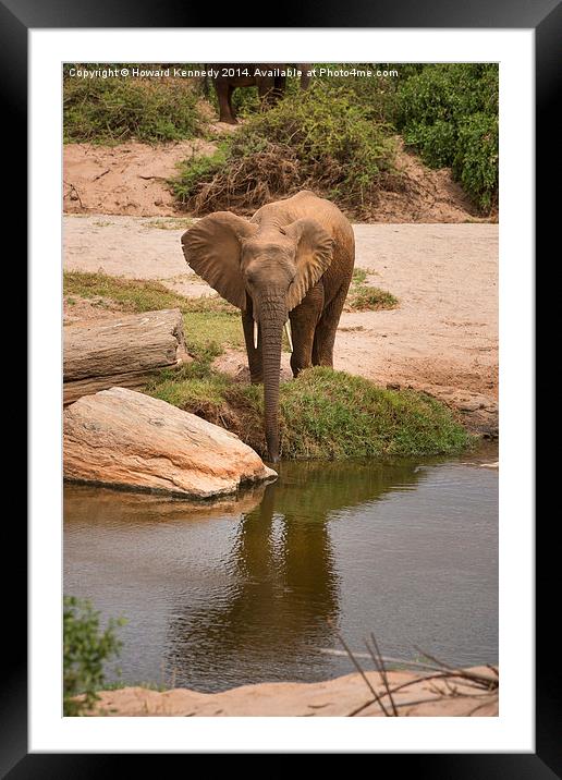Elephant drinking Framed Mounted Print by Howard Kennedy
